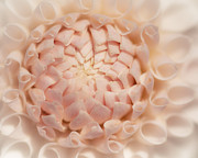 Creme Dahlia Photograph by Ana V Ramirez