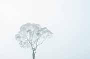 Crown Of Tall Dipterocarp Tree In Photograph by Anders Blomqvist