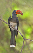 Crowned Hornbill Perching On A Branch Photograph by Panoramic Images