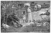 Cuba Yellow Fever, 1898 Drawing by Granger Cuba Yellow Fever, 1898 Drawing by Granger
