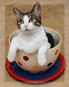 Cup O Tilly 1 Photograph by Andee Design