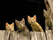 Curious Barn Kitties Photograph by John Irons Curious Barn Kitties Photograph by John Irons