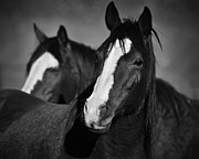 Curious Horses Photograph by Ana V Ramirez