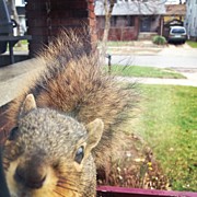 Curious Squirrel Photograph by Christy Beckwith