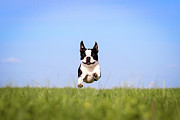 Cute Boston Terrier Flying Over Grass Photograph by Tereza Jancikova