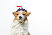Cute Dog With Propeller Hat - The Photograph by Amandafoundation.org
