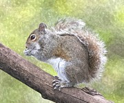 Cute Squirrel Painting by Gianfranco Weiss Cute Squirrel Painting by Gianfranco Weiss