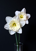 Daffodil Flowers Still Life Photograph by Jennie Marie Schell