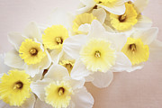 Daffodil Photography Photograph by Kim Fearheiley