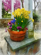 Daffodils and Pansies in Flowerpot Photograph by Susan Savad Daffodils and Pansies in Flowerpot Photograph by Susan Savad