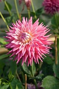 Dahlia 'corson George' Photograph by Science Photo Library