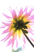 Dahlia Flower Photograph by Joy Watson Dahlia Flower Photograph by Joy Watson