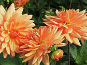 Dahlia Flowers (dahlia 'shandy') Photograph by Science Photo Library