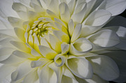Dahlia Glow Photograph by Kathy Paynter