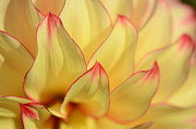 Dahlia Tips Photograph by Kathy Paynter