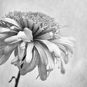 Dainty Daisy Photograph by Priska Wettstein Dainty Daisy Photograph by Priska Wettstein