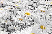 Daisies in garden 2 Photograph by Elena Elisseeva Daisies in garden 2 Photograph by Elena Elisseeva