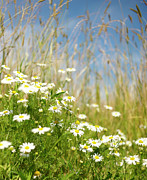 Daisies In Summer Meadow Photograph by Dougal Waters