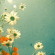 Daisy Photograph by Cassia Beck