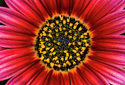 Daisy Flower Abstract Photograph by Science Photo Library