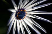 Daisy Heart Photograph by Joy Watson