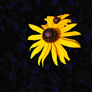 Daisy On Dark Blue Digital Art by Kathleen Illes