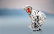 Dalmatian Pelican At Dawn Photograph by Xavier Ortega