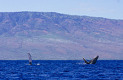 Dance of the Humpback Whales Photograph by Laura Tucker