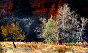 Dance of Trees Photograph by Peter Cutler