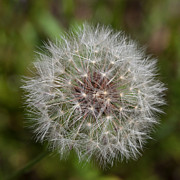Dandelion Clock Photograph by Diane Macdonald
