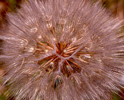 Dandelion Fireworks Photograph by Rona Black