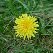 Dandelion Flower Photograph by Richard Reeve