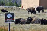 Danger Do Not Approach Wildlife Photograph by Bruce Gourley
