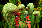 Dangerous Gardens 2 Digital Art by Lisa Yount