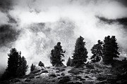 Dark trees in Aletsch Forest black and white Photograph by Matthias Hauser