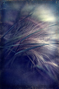 darkly series I Photograph by Priska Wettstein
