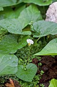 Davallia Canariensis Photograph by Science Photo Library