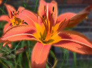 Day Lilly Photograph by David Armstrong