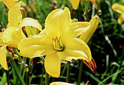 Daylily (hemerocallis 'berlin Lemon') Photograph by Science Photo Library