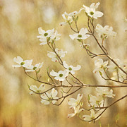 Days of Dogwoods Photograph by Kim Hojnacki Days of Dogwoods Photograph by Kim Hojnacki