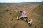 Dead Cow During Drought In Kenya Photograph by Science Photo Library