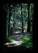 Deep Woods Photograph by Monroe Payne