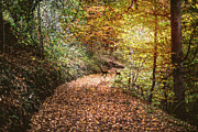 Deer In The Autumn Forest Photograph by Deimagine