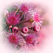Delicate Buds and Blossoms Photograph by Kaye Menner