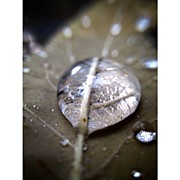 Delicate Dew Photograph by Natasha Marco