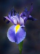 Delicate Purple Iris Photograph by Susan Savad Delicate Purple Iris Photograph by Susan Savad