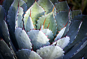 Desert Artichoke Agave Photograph by Julie Palencia