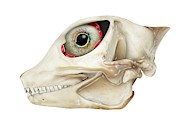 Desert Horned Lizard Skull Photograph by Science Photo Library