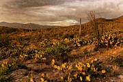 Desert Sunset Photograph by Leda Robertson