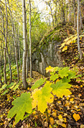 Devil's Club in Autumn Photograph by Tim Newton